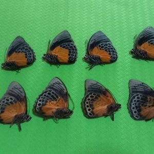 FOR SALE, AGRIAS  STUARTI and HYBRIDS  agria x prepona