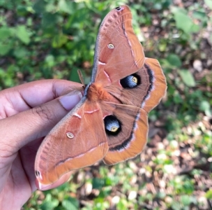 FOR SALE, Polyphemus Cocoons (ANTHERAEA POLYPHEMUS)