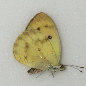 EBAY, Butterflies for sale