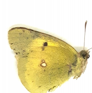 FOR SALE, Colias sp. from the south of Russia