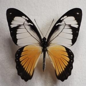 EBAY, very rare african papilionidae