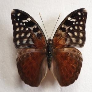 EBAY, VERY RARE BEBEARIA ARCADIUS ♀