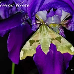 FOR SALE, Mimas tiliae