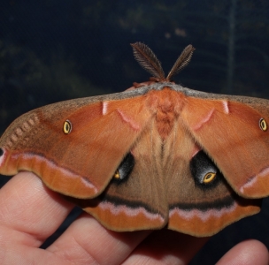 FOR SALE, A. polyphemus  eggs