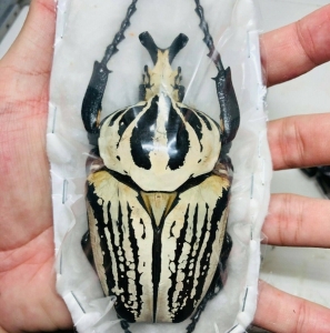 EBAY, ++ Goliathus orientalis preissi 95.8m, Tanzania ++
