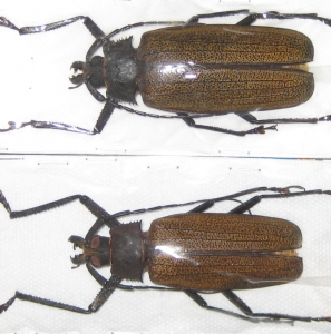 EBAY, rare Dynastidae, Cetoniinae, Lucanidae, Cerambycid