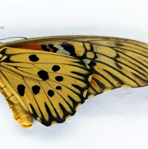 EBAY, PAPILIO ANTIMACHUS FRESH FEMALE