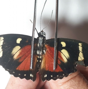 EBAY, EUPHAEDRA FOR SALE