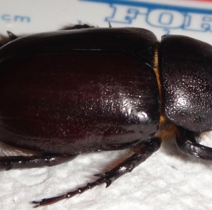 FOR SALE, Megasoma sleeperi