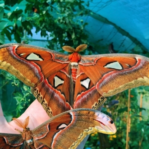 FOR SALE, Attacus atlas eggs 