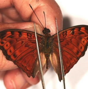 EBAY, SOME RARE AFRICAN NYMPHALIDAE 