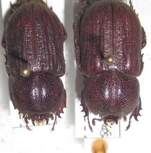 EBAY, rare Dynastidae, Cetoniinae, Lucanidae, Cerambycid