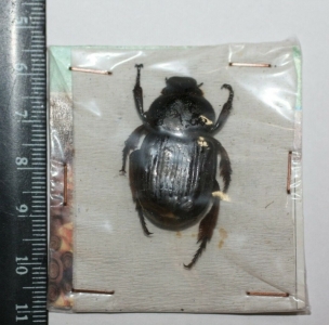 EBAY, Insect Auction from Cameroon