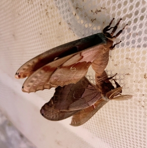 FOR SALE, Polyphemus Moth Eggs (ANTHERAEA POLYPHEMUS)