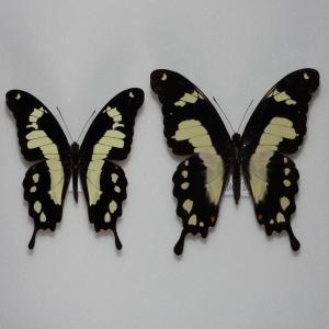 FOR SALE, RARE PAPILIO BEBEARIA HYPOLIMNAS