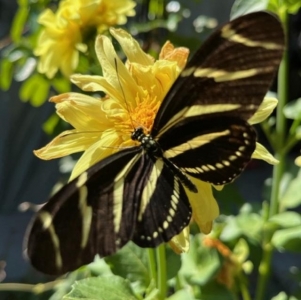 FOR SALE, Zebra Heliconian AKA Zebra Longwing eggs