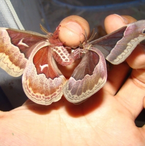 WANT TO BUY,   Eastern silk moth cocoons