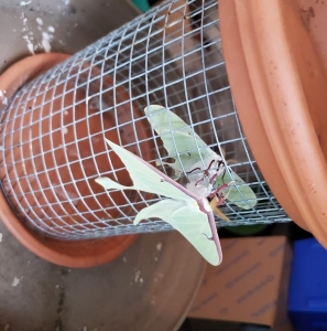 FOR SALE, Actias Luna Ova For Sale