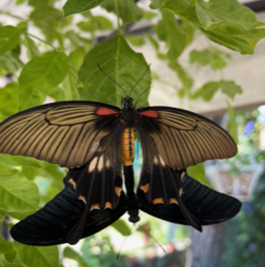 FOR SALE, Papilio Lowi