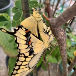 FOR SALE,  Western Giant Swallowtail