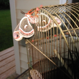 FOR SALE, 6 H. cecropia cocoons left for sale