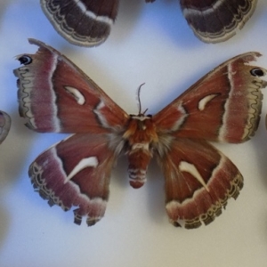 FOR SALE, Hyalophora euryalus  cocoons