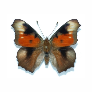 EBAY, PEACOCK Aglais io ABB