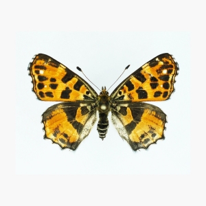 EBAY, Araschnia levana - usual forms