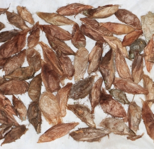 FOR SALE, Hyalophora cecropia cocoons