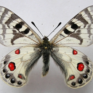 WANT TO BUY, PARNASSIUS CHARLTONIUS