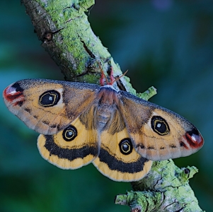 FOR SALE, Saturnia walterorum cocoons