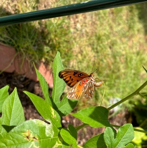 FOR SALE, Gulf Fritillary eggs