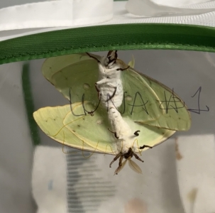 FOR SALE, Actias  Luna Moth Eggs