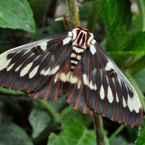 WANT TO BUY, Citheronia splendens eggs/pupae