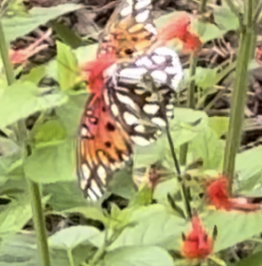 FOR SALE, Gulf Fritillary Eggs and Pupae