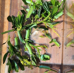 FOR EXCHANGE, Hyalophora euryalus cocoons