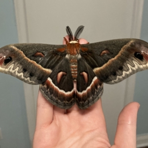 FOR SALE, Hyalophora cecropia cocoons CANADA ONLY