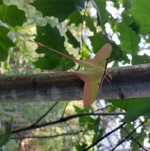 FOR SALE, Actias Dubernardi Cocoons