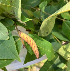 FOR SALE, PUPAE  Amorpha juglandis (aka squeaking sphinx)