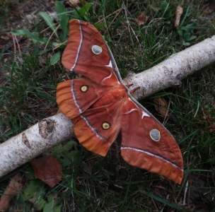 FOR SALE, Antheraea Hybrid - ALL SOLD