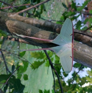 FOR SALE, Fresh Actias Dubernardi cocoons