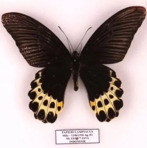 ANNOUNCEMENT, New entomology public auctions, october 2nd, DOUAI