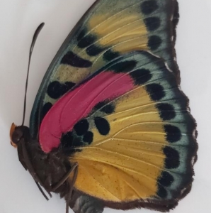 FOR SALE, rare euphaedra aubergeriana