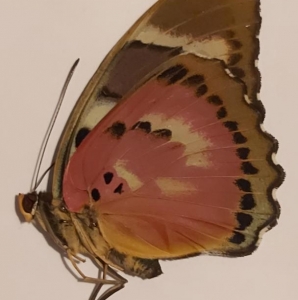 FOR SALE, rare euphaedra christyi ♀ red form from uganda