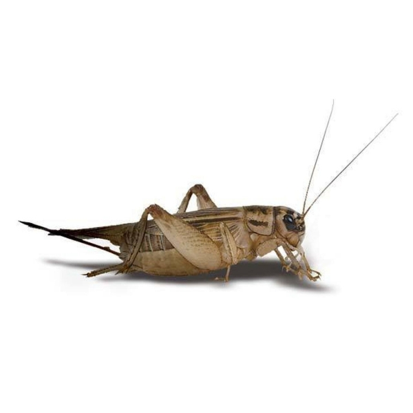 FOR SALE, Crickets For Sale