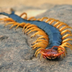 FOR SALE, Texas Red Headed Centipede for Sale