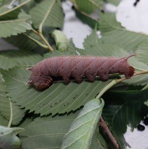 FOR SALE, Ceratomia Amyntor pupae