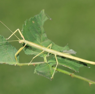 FOR SALE, Indian walkingstick (Carausius morosus) eggs