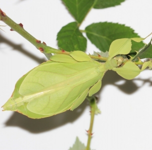 FOR SALE, Leaf insect (Phyllium letiranti) eggs