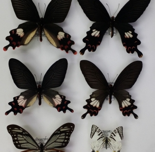 FOR SALE, Papered Papilionidae